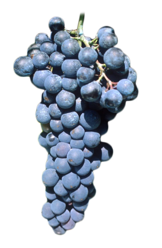 La uva Petit Verdot