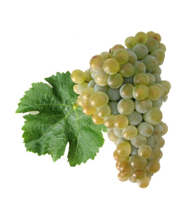 uva sauvignon blanc