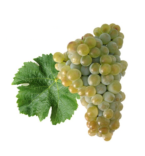 La uva Sauvignon Blanc