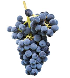 uva cabernet sauvignon