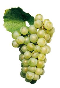 uva chardonnay