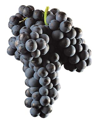 uva mencia