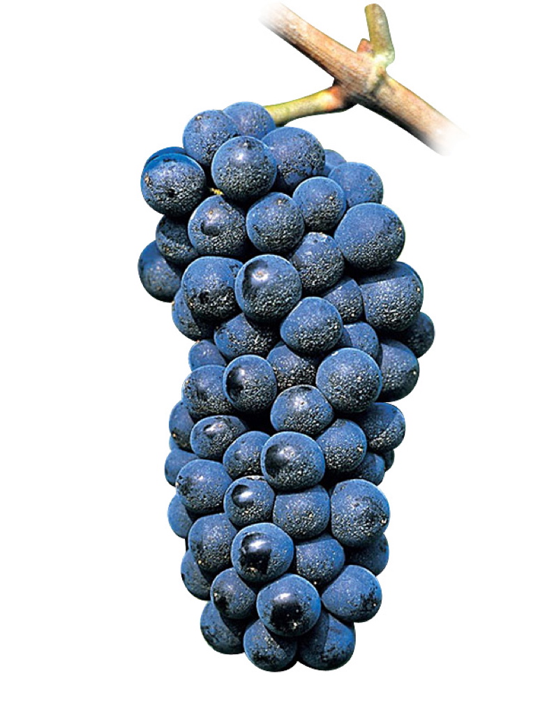 La uva Pinot Noir