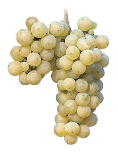 uva riesling