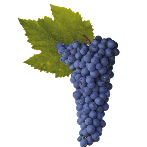 uva syrah