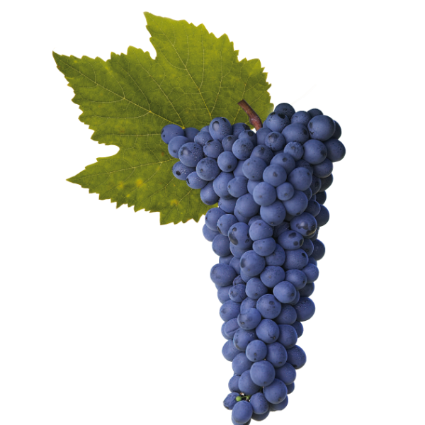 uva syrah