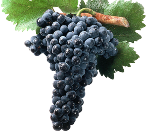 Tempranillo: encanto y sabor