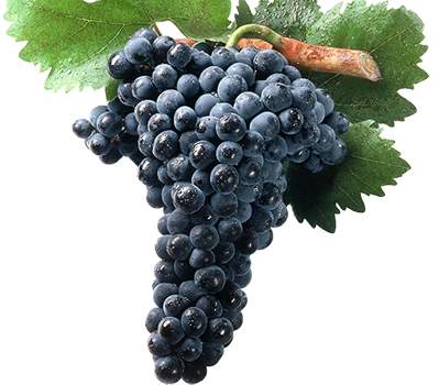 Tempranillo: encanto y sabor