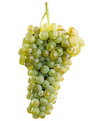 Uva Verdejo, una variedad que brilla con luz propia.